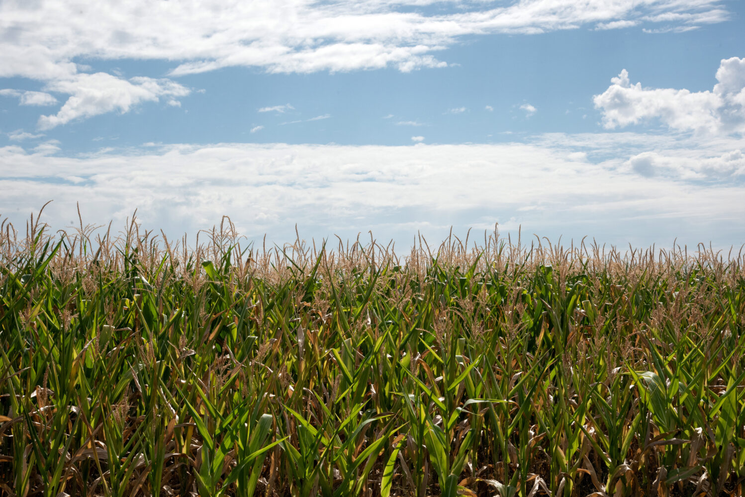 Comité de pilotage du Projet Alimentaire Territorial (PAT)